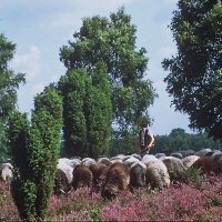 Lüneburger Heide